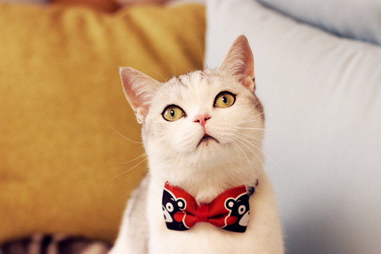 手工日系和风宠物领结猫狗蝴蝶结衣服项圈铃铛定制大型犬柴犬金毛