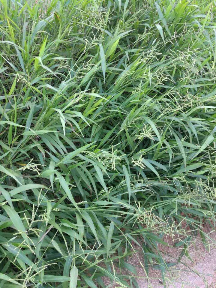 宽叶雀稗栽培技术