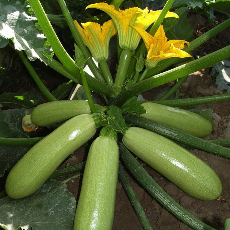 阳台蔬菜种子_青西葫芦瓜花草瓜水果蔬菜籽高产抗病