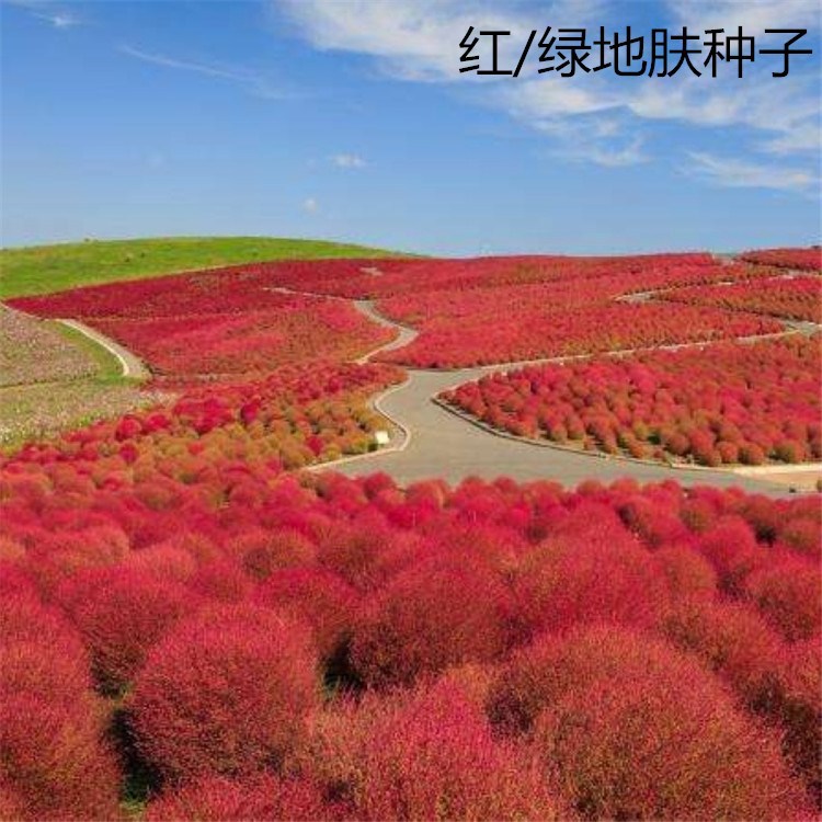 散装红叶地肤种子 扫帚孔雀松 花海彩色地被红色绿色地肤地葵种子