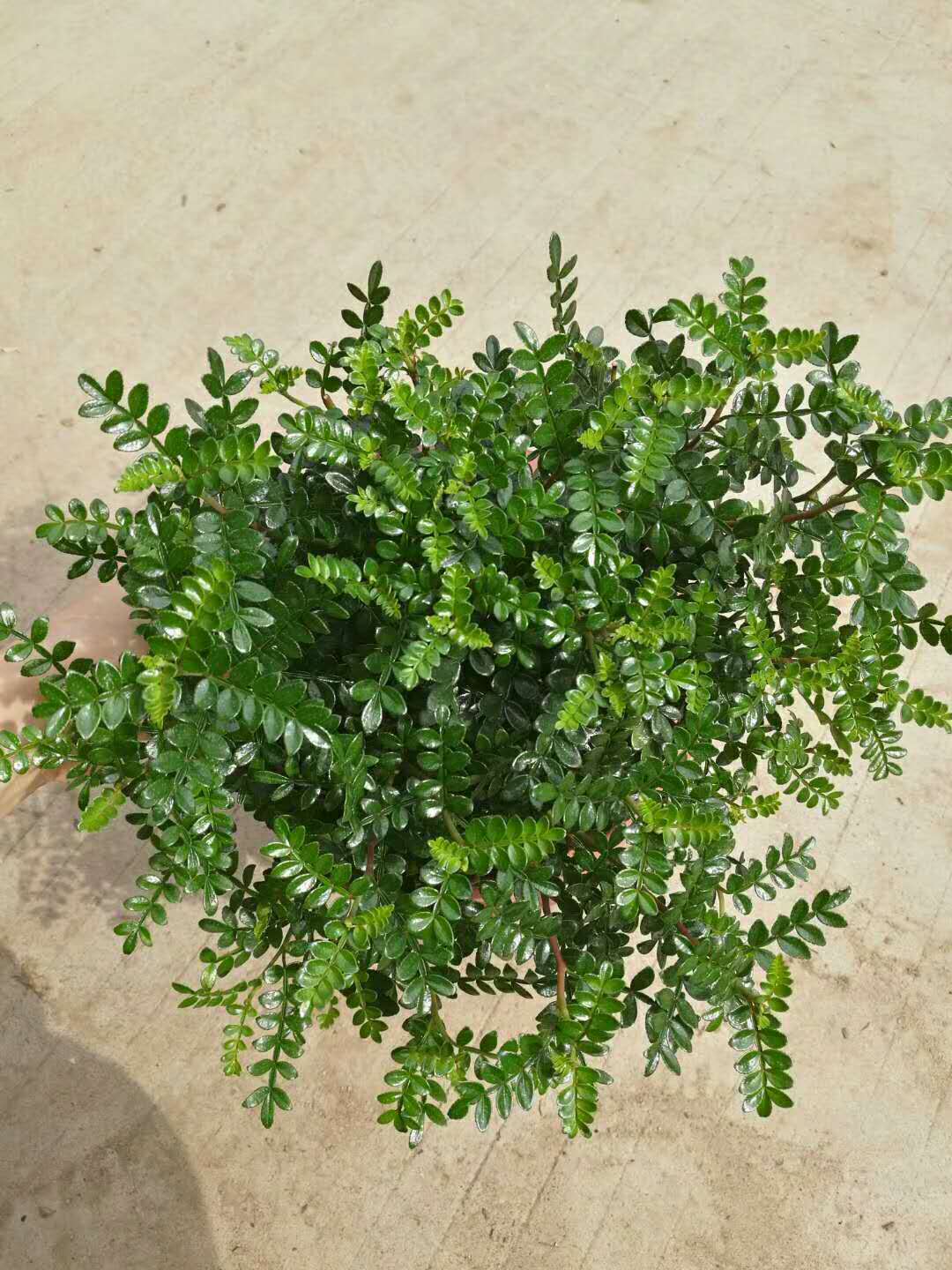 【基地直销】四季常青绿植造型盆景 250清香木 提神绿化空气盆景