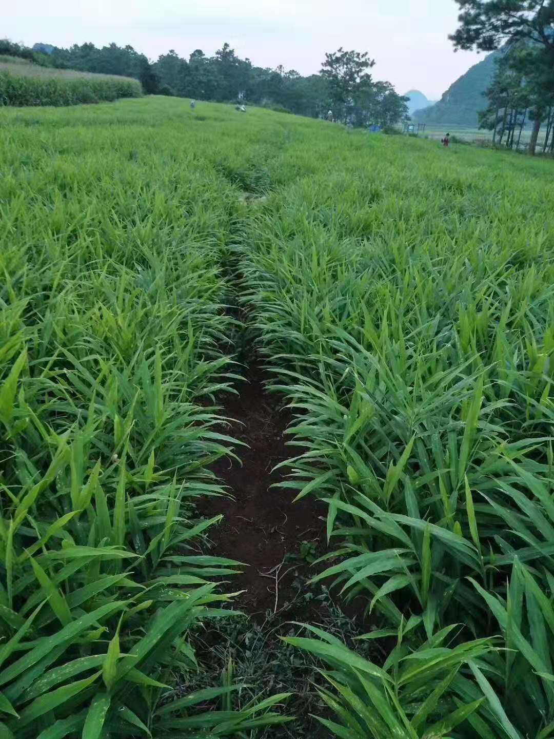 2018现挖云南生态小黄姜生姜月子姜单柄50-150g新鲜10斤装包邮