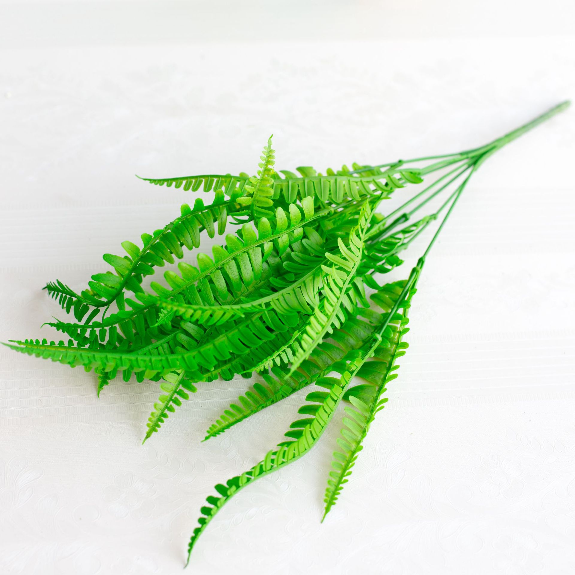 喷色波斯草 排草蕨草室内盆栽 波斯草绿草植物墙配材