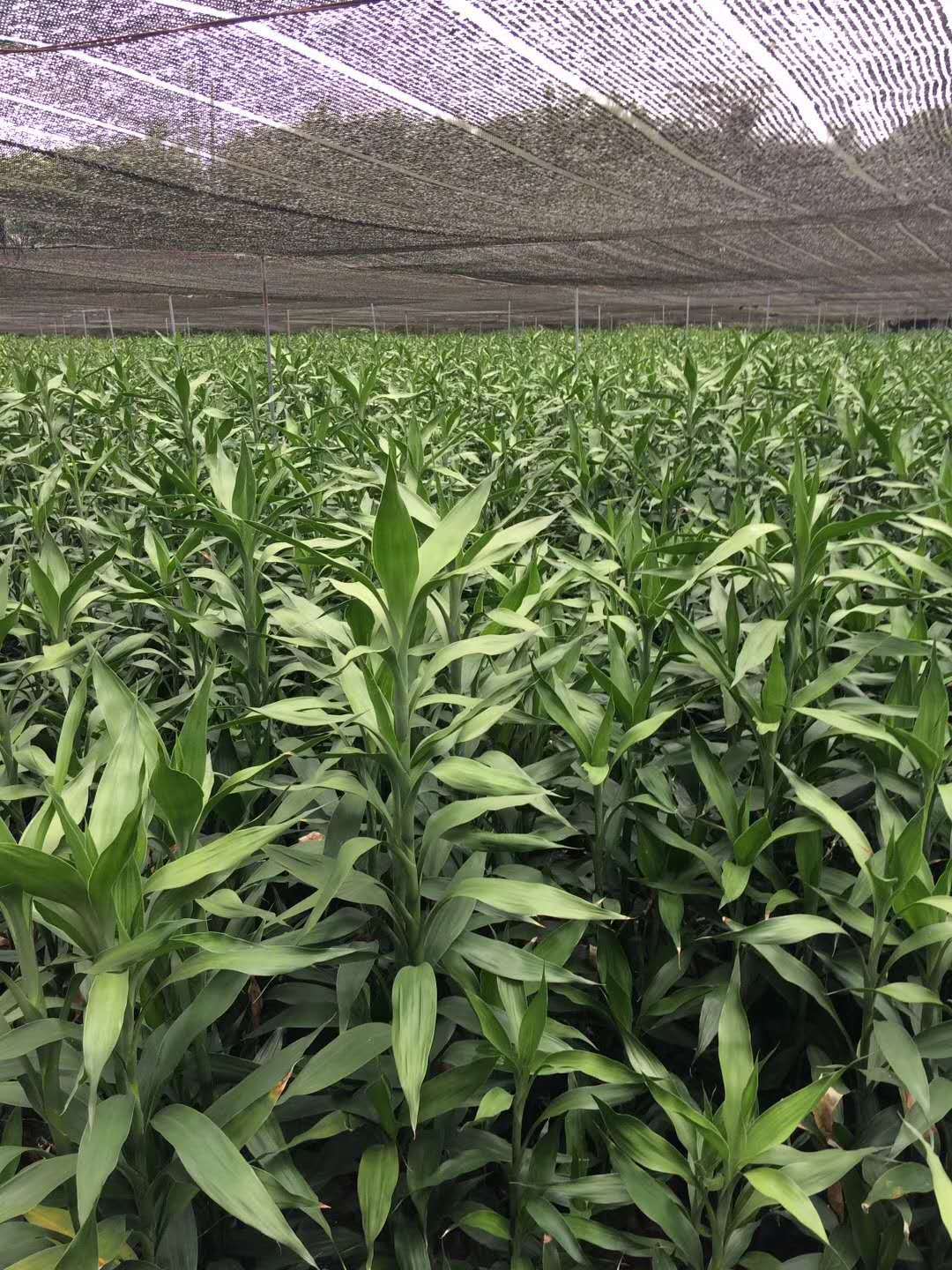 昆明鲜花基地直发鲜切花富贵竹水竹家居摆设家庭插花水养鲜花包邮