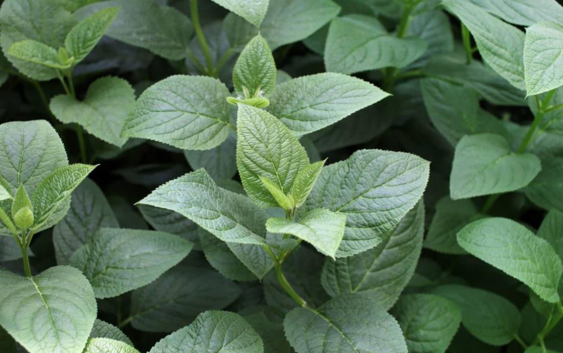 玄参种植的高产管理技术