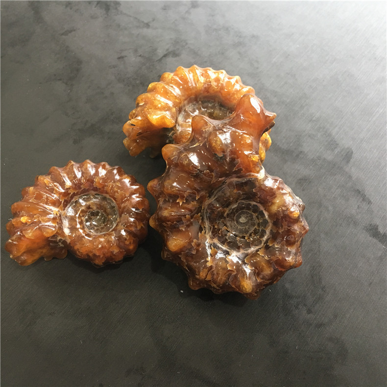 羊角螺把玩 马达加斯加羊角螺摆件 海螺化石