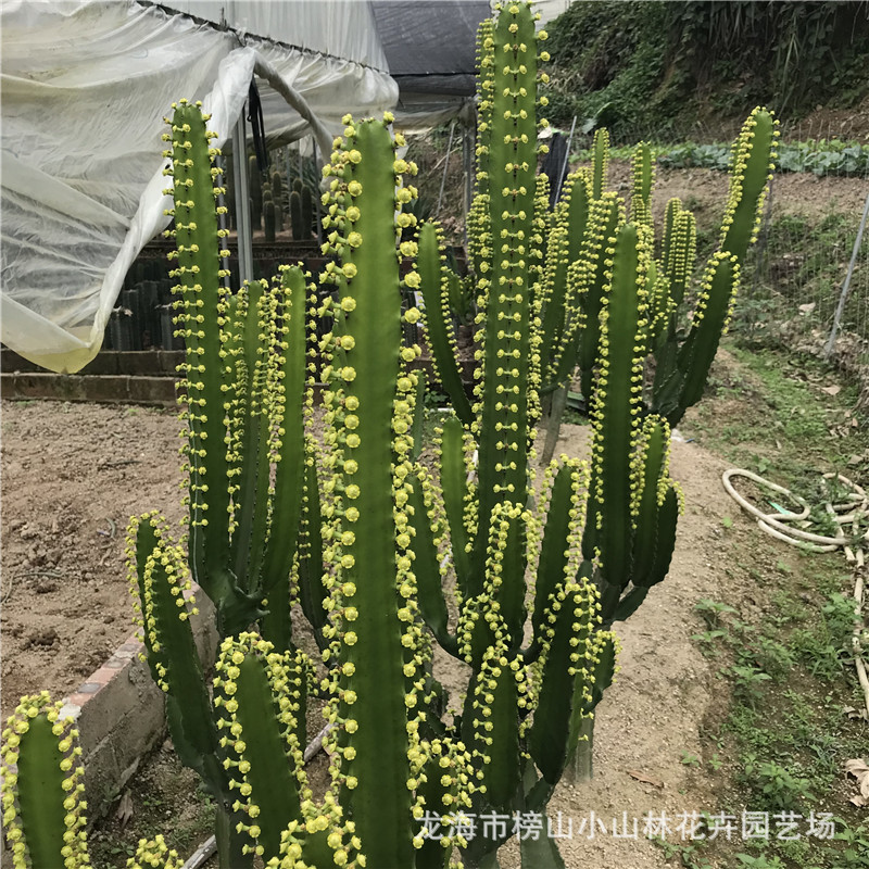 大戟科属多肉植物仙人掌批发 三角大戟 别墅庭院花园露养仙人柱