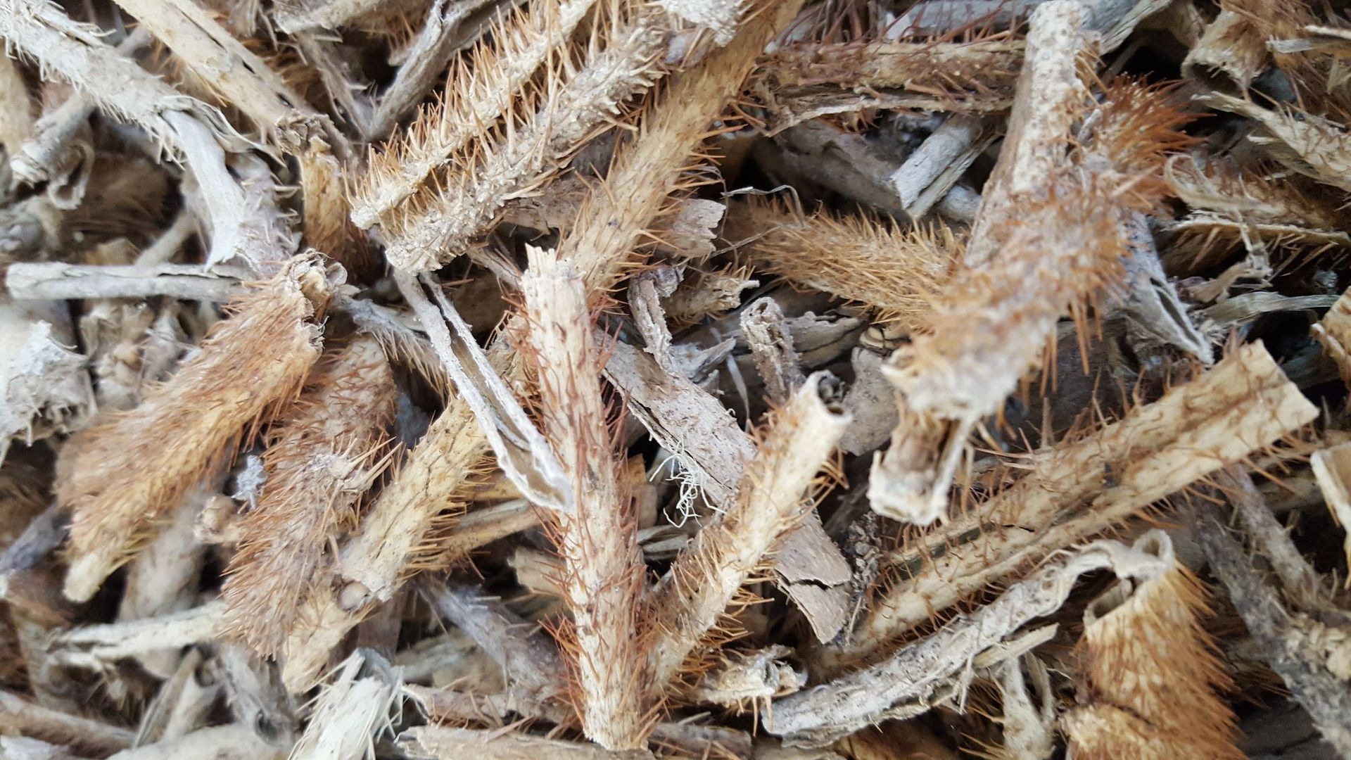 中药材红毛刺五加红毛刺五加 抽芯 五加皮川加皮 量大从优