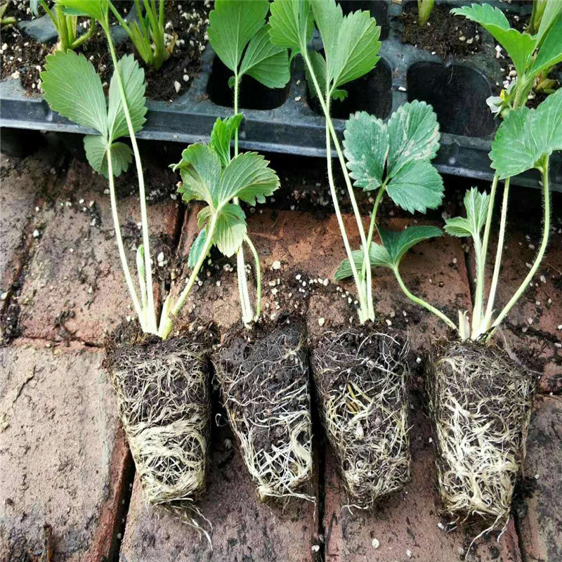 隋珠基质草莓苗 品种保证大棚隋珠草莓种苗 打冷顺丰发货 草莓苗