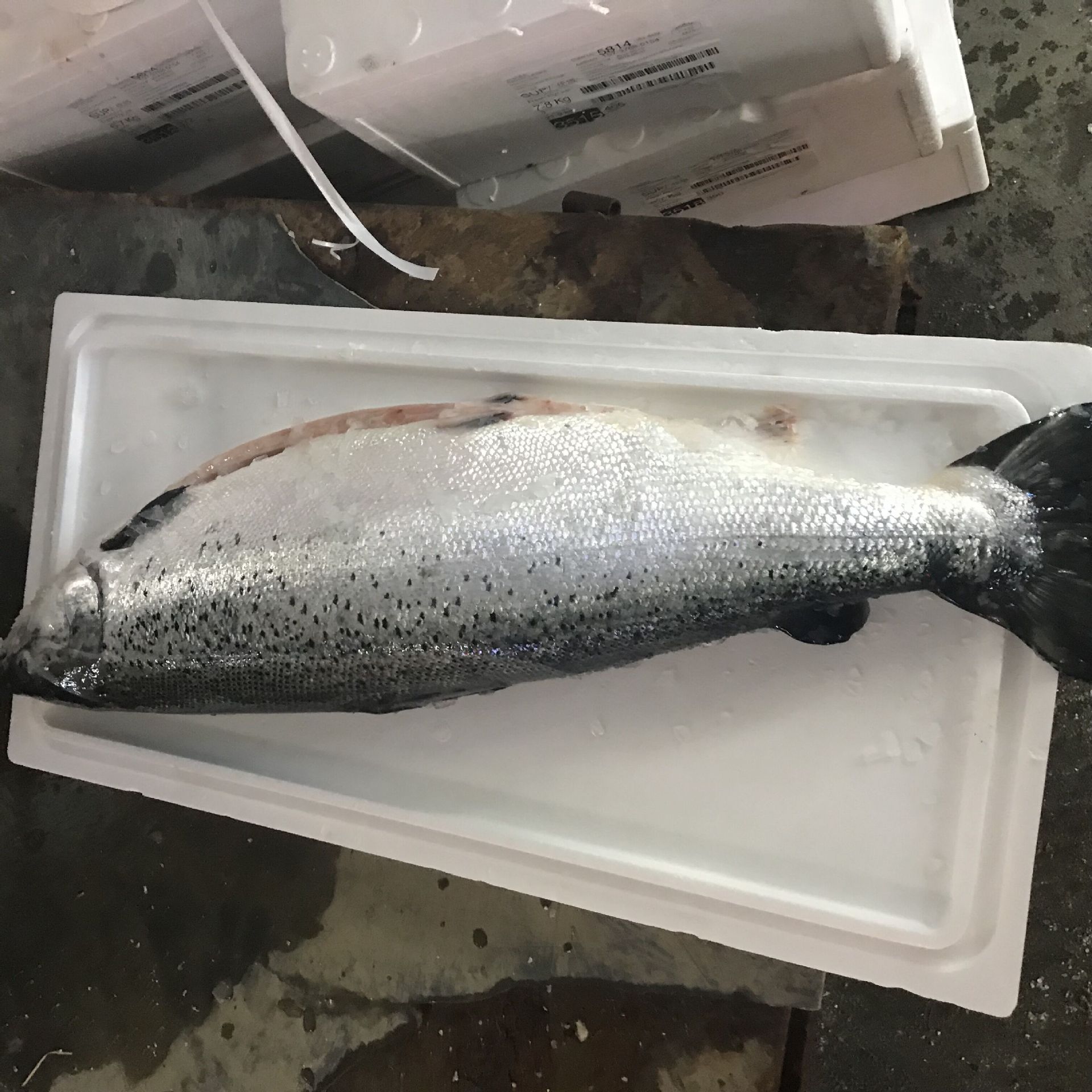 冷冻三文鱼,从鱼种来看大西洋鲑鱼的价格要高于相应的大马哈鱼的价格