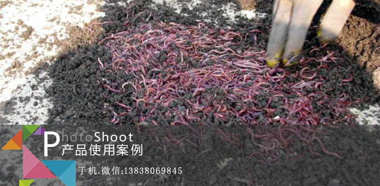 牛粪养蚯蚓使用案例