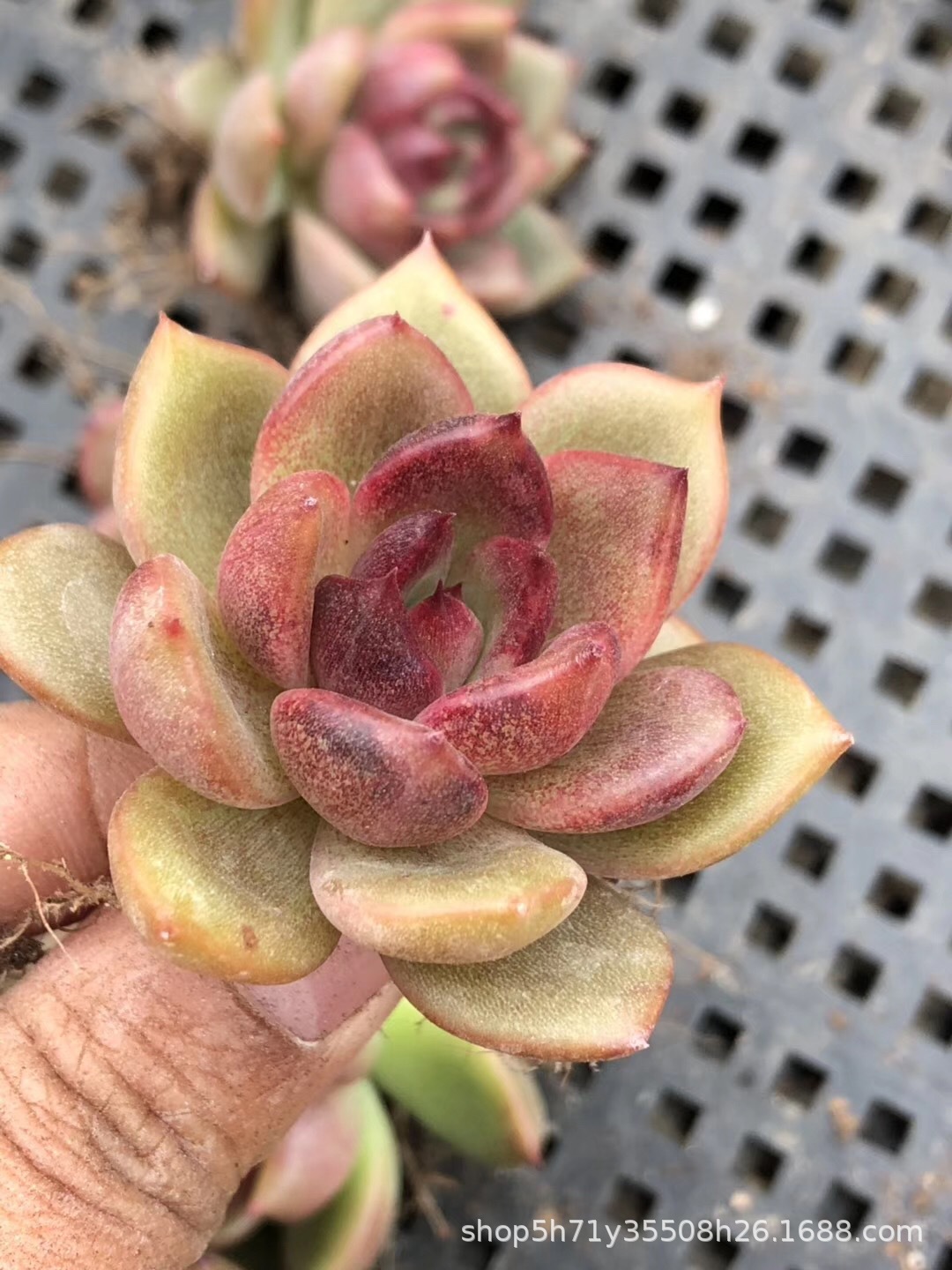 094山东多肉植物大棚批发 黑玫瑰女王单头多肉品种品相实拍发