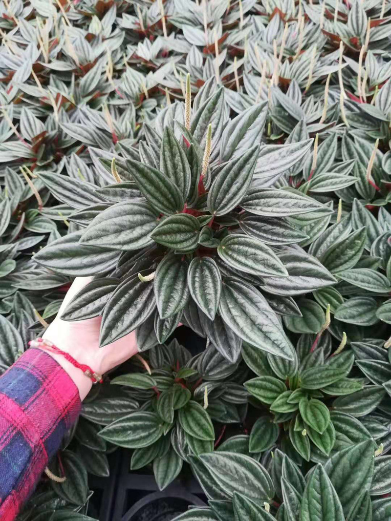 基地直供观叶植物小盆栽绿植室内吸甲醛花卉椒草90红天使