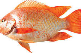 5成交1笔3年复购率:10%4条包邮三去罗非鱼淡水鱼活罗非鱼福寿鱼非洲