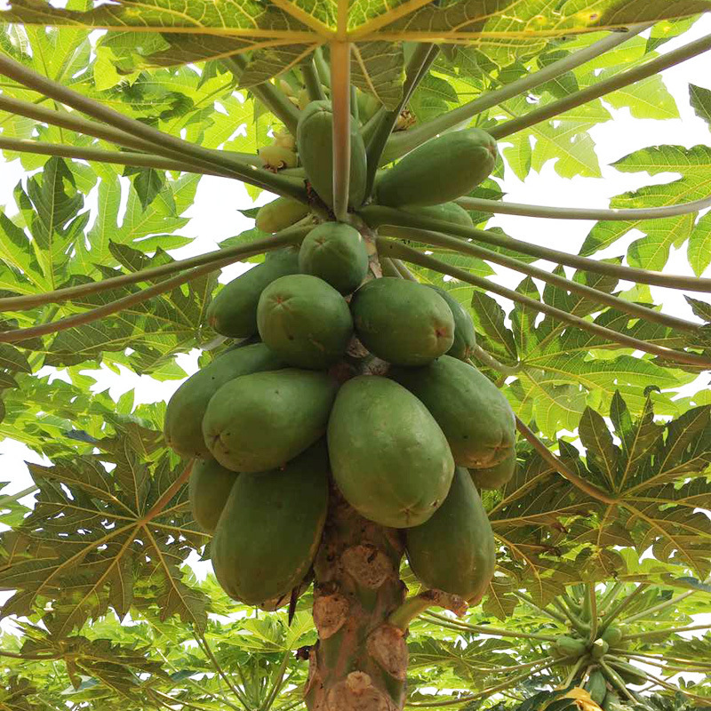 海南红心木瓜 一件代发 冰糖牛奶木瓜 9斤