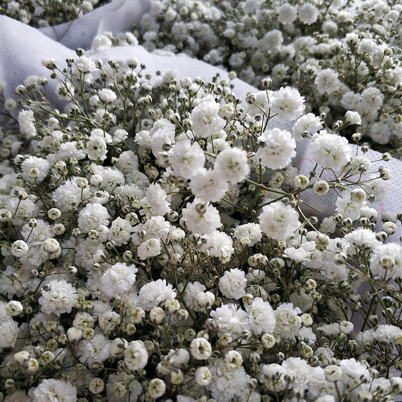 千万星满天星伊洛斯白满天星云南鲜花基地直发鲜花批发-阿里巴巴