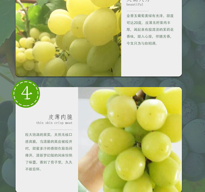 供应自家果园新鲜金香玉葡萄果肉厚口感脆甜无核葡萄
