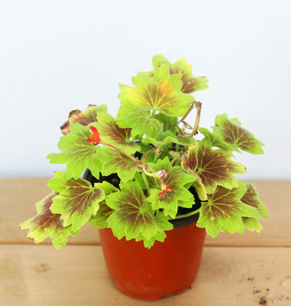 枫叶天竺葵 开花 园林植物 工程绿化花卉盆栽 观叶植物图片