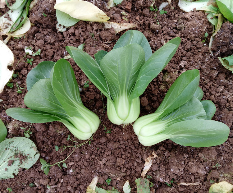 山东德高 德高558青梗菜种子 耐寒上海青种 青菜小白菜 蔬菜种子