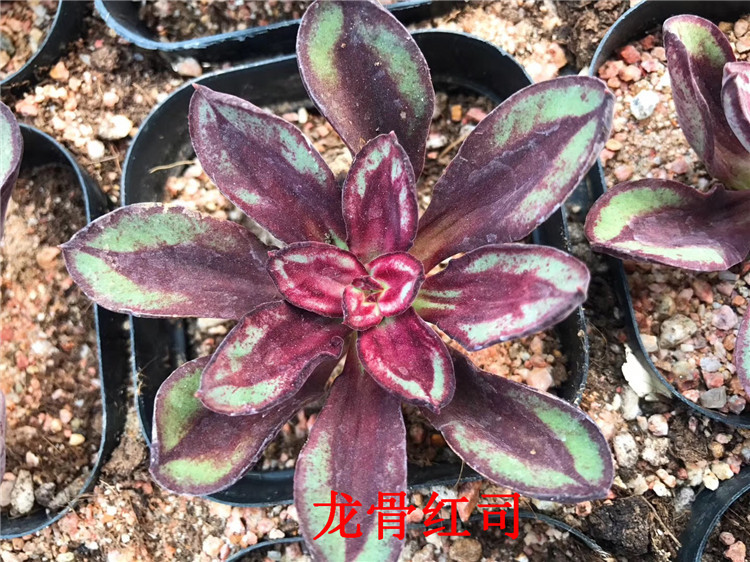 884多肉植物厂家批发龙骨红司单头7cm盆多肉品种状态