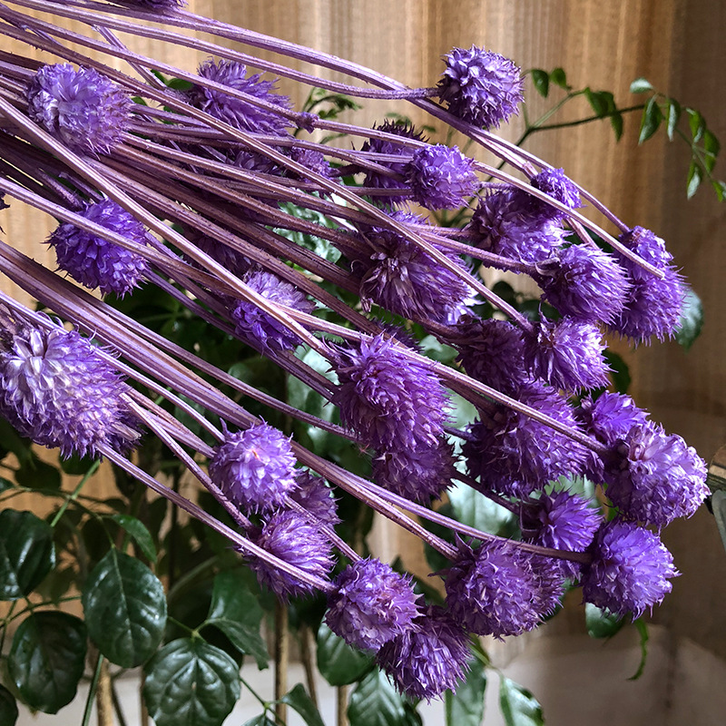 批发昆明天然干花千日红手工花束多色草莓果真花礼盒配材一件代发