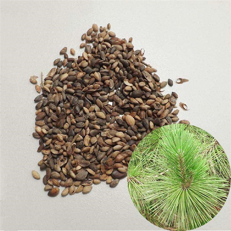 黑松种子 黑松种子 东北黑松 五针松 松树种子