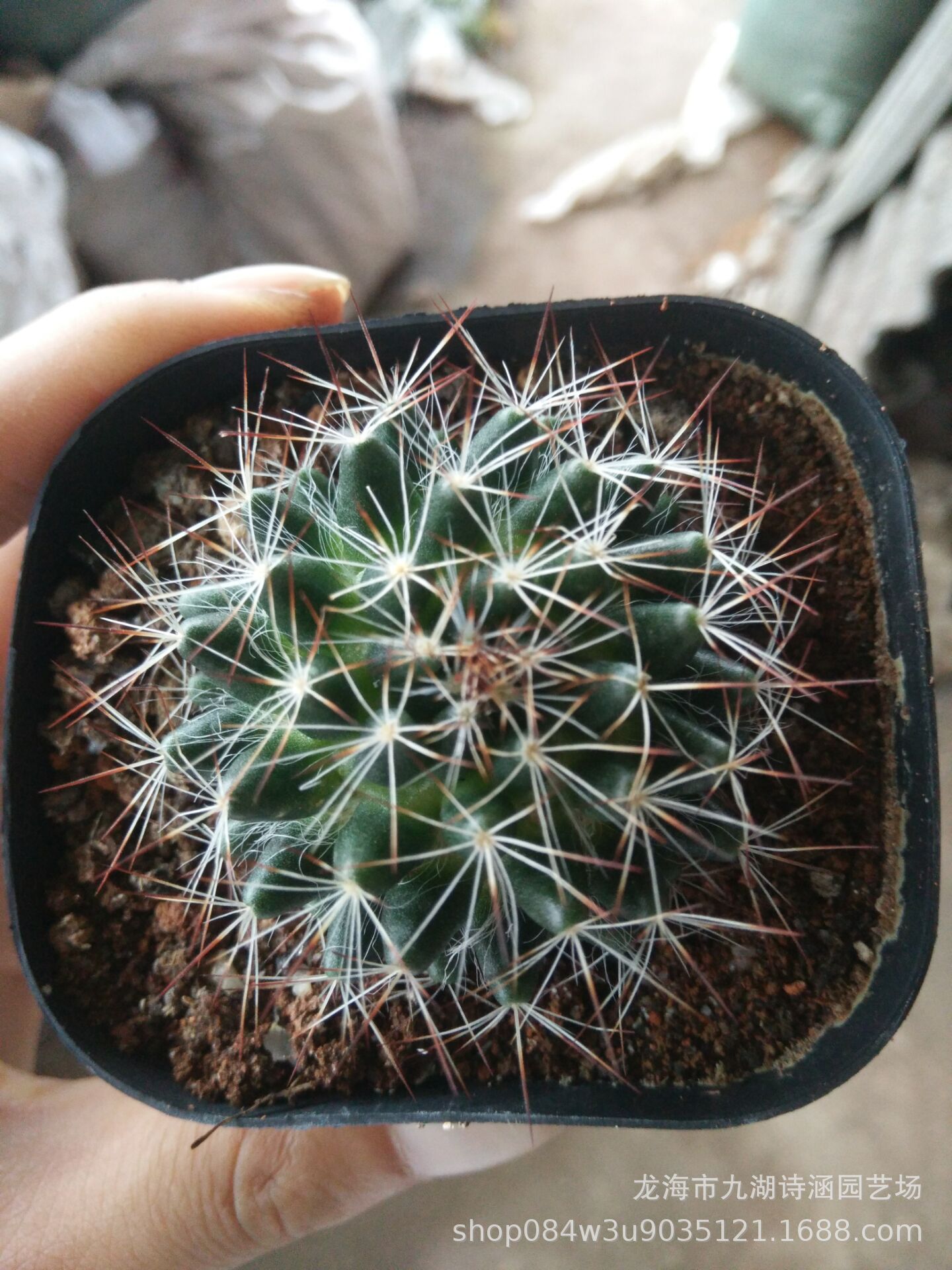 四大名球之一,光山实生5-6m仙人掌仙人球批发办公室内绿植盆栽