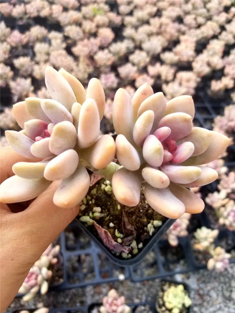 156多肉植物组合大棚批发 新品美人手指双头老桩盆7cm多肉品种