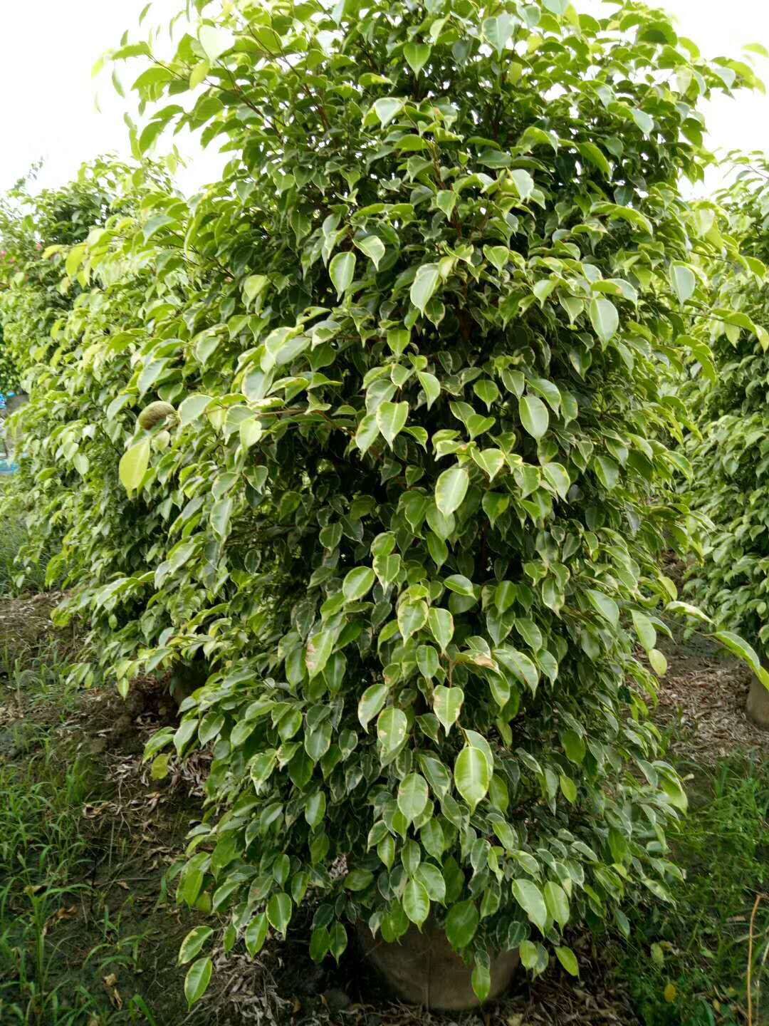 厂家直销 四季常绿性植物室内外观赏性植物 花叶垂叶榕可批发