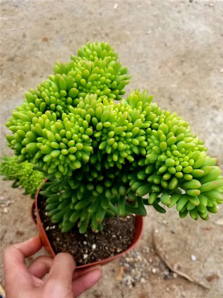 156多肉植物组合大棚批发长叶春萌缀化盆16cm多肉贵货品种裸根发