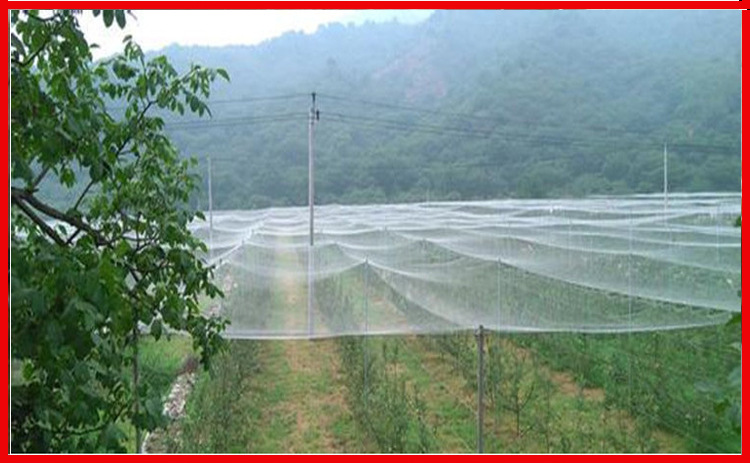 果园防鸟网鱼塘青蛙泥鳅虾锦鲤防白鹭鱼鹰大鸟用网3/4cm5公分天网