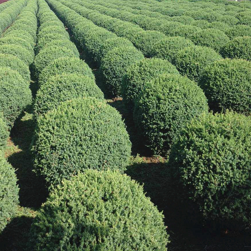 西安哪家有塔柏球 陕西周至基地批发耐寒常青苗木刺柏球