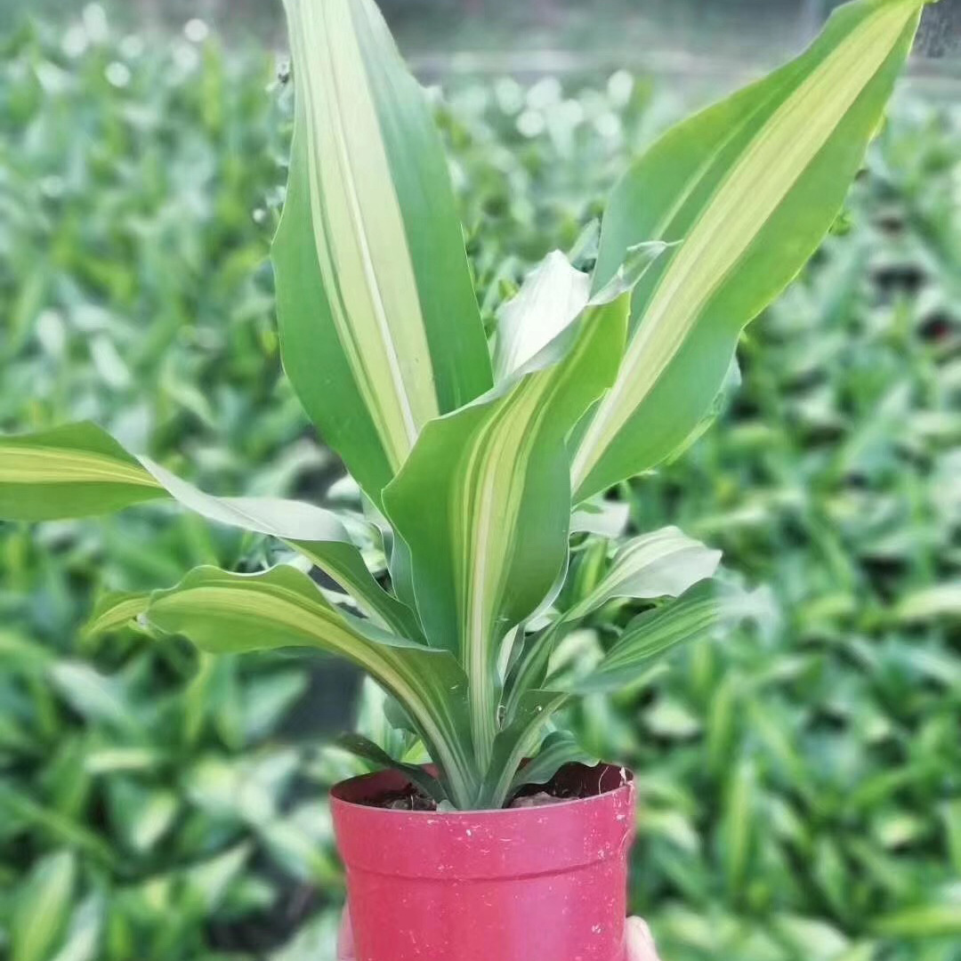 【基地直供】观叶植物室内吸甲醛桌面花卉小盆栽110直板金心铁