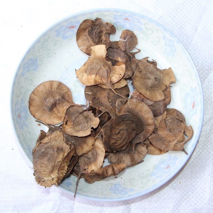 紫檀新采印度小叶紫檀种子 印度紫檀木种子 檀香紫檀种子 包发芽