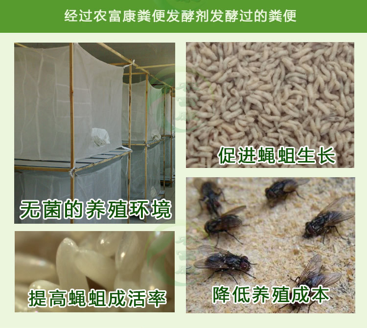 养殖蝇蛆选哪种蝇蛆饲料发酵剂发酵粪便养蚯蚓