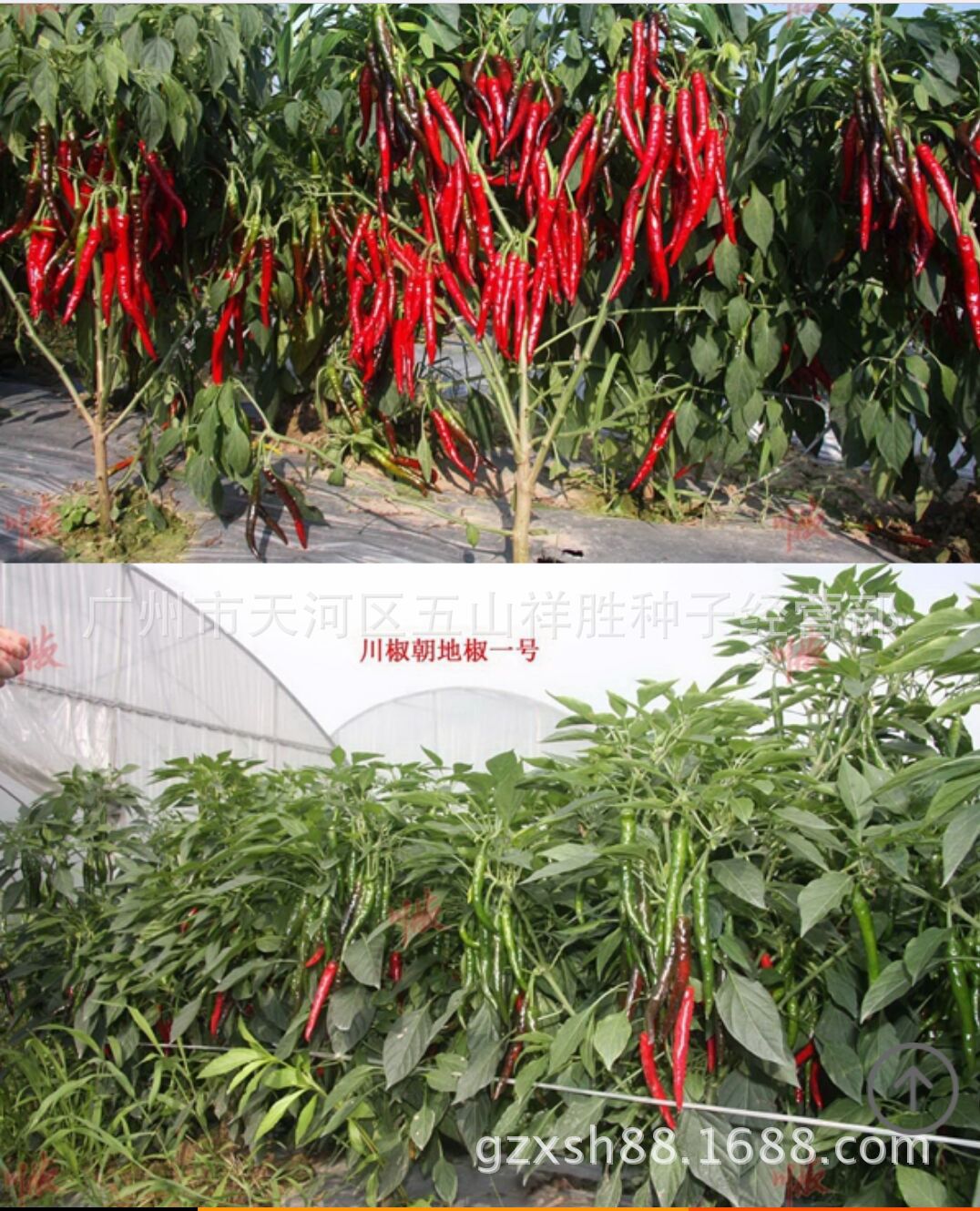 包邮 辣椒种子川椒 朝地椒一号辣椒种子 专做干椒的辣椒品种5克