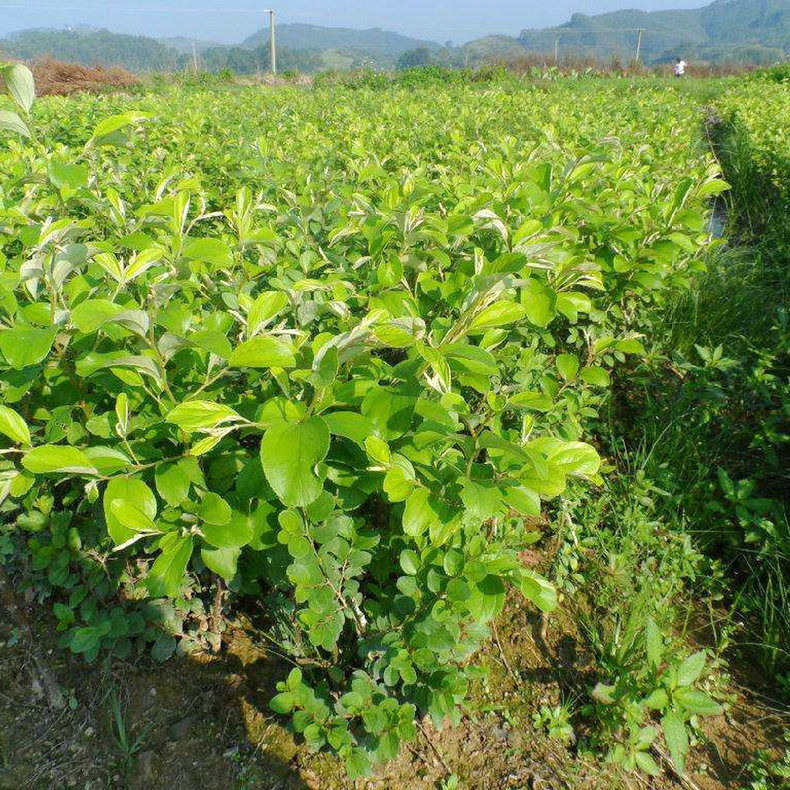 供应青枣苗青枣嫁接苗青枣苗批发欢迎订购