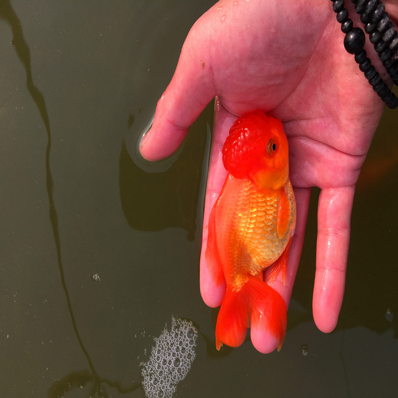 观赏鱼金鱼活体狮子头龙睛虎头红帽大量按斤批发【月销1000斤】