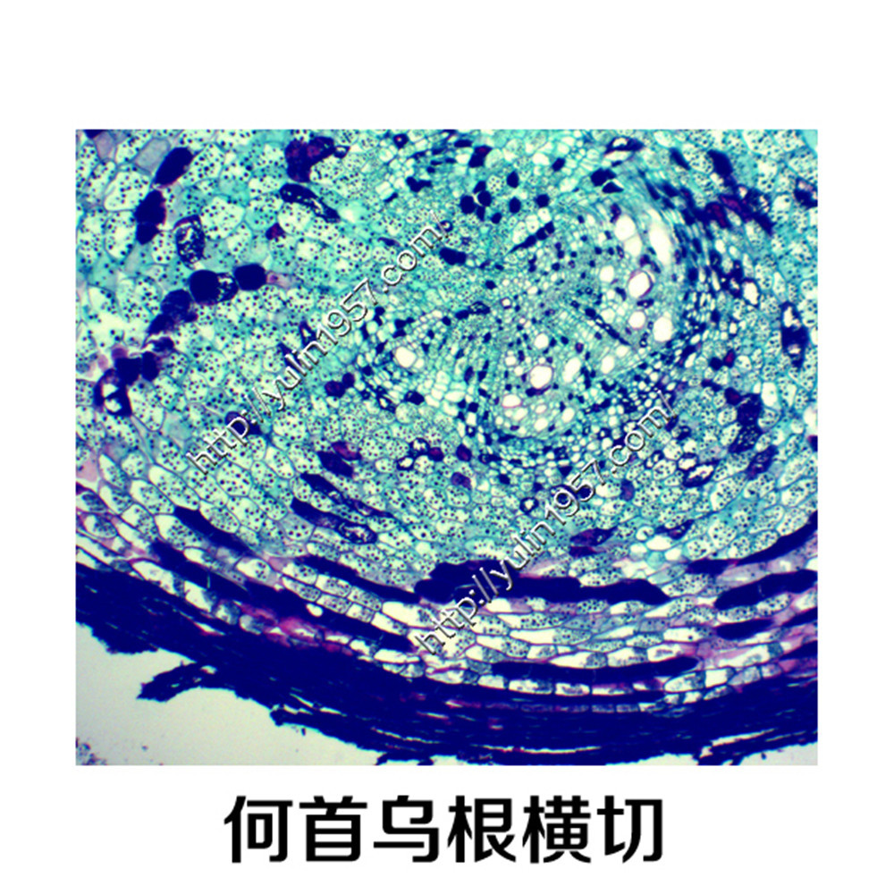教学植物切片标本生物显微镜玻片何首乌块根横切