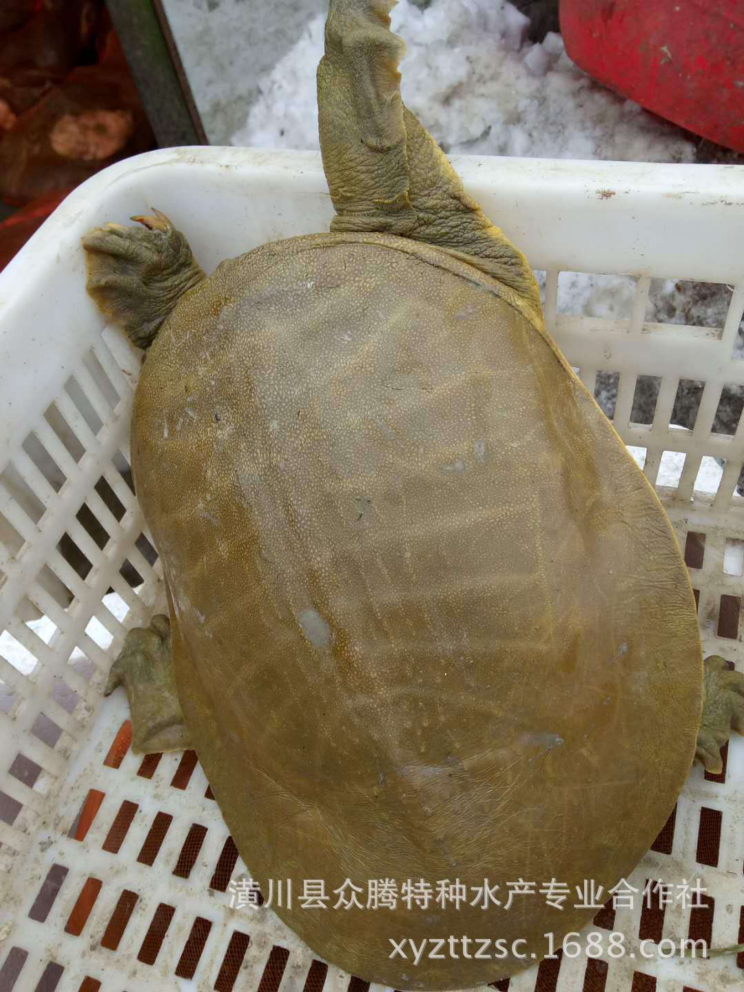 原生态养殖甲鱼 稻田鳖 原生态纯野生王八 营养滋补河南潢川甲鱼