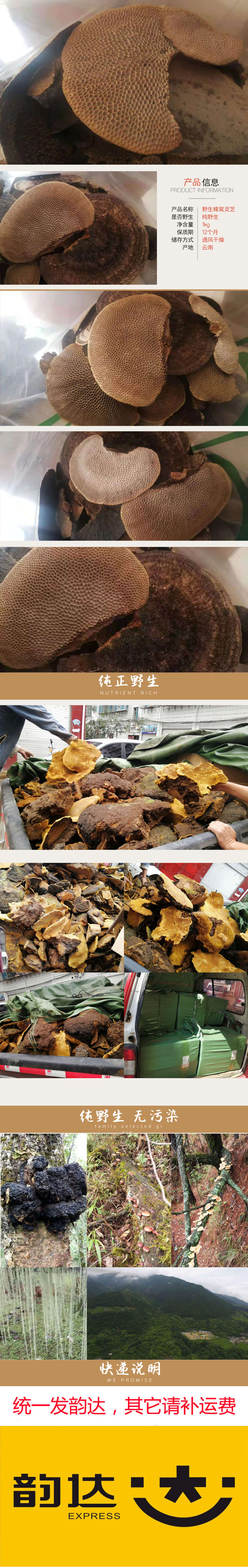 灵芝之家 蜂窝灵芝 毛蜂窝灵芝 产地批发 一手货源