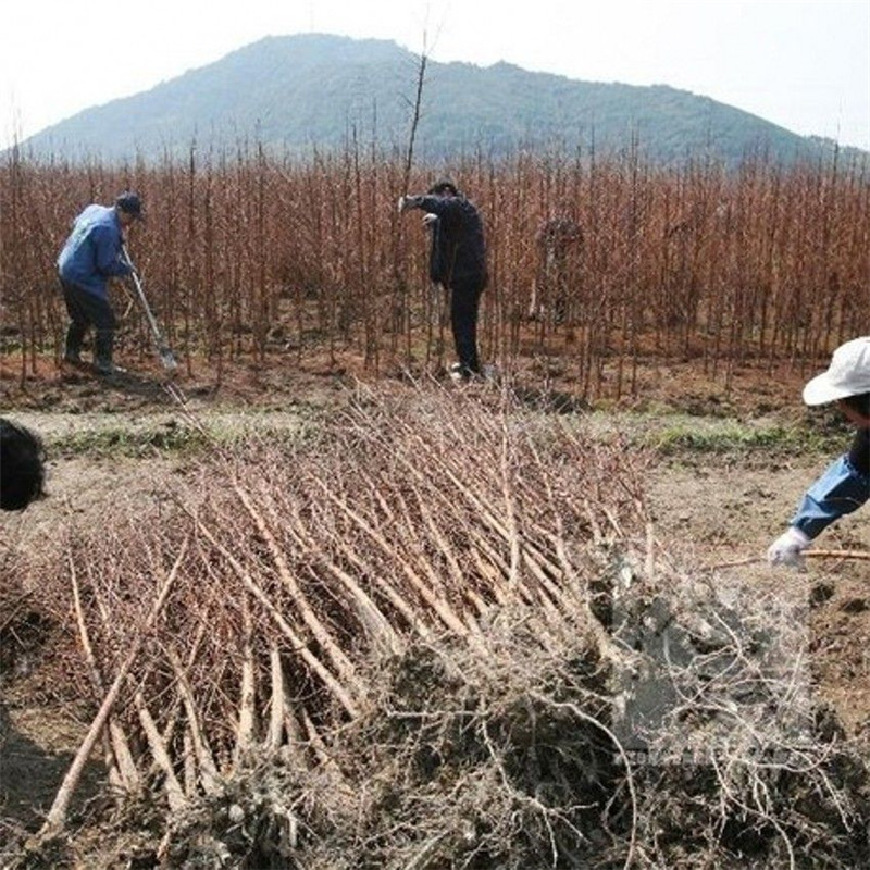 水杉树苗 水杉树素有活化石之称 水杉树 水杉小苗 杉树 云杉树苗