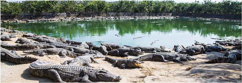 广州鳄霸"海鳄庄园":1万元即可投资 做到网上的鳄鱼产业