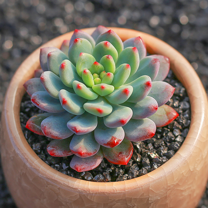 蓝苹果多肉植物露养蓝精灵 多肉室内新手萌肉肉花卉盆栽