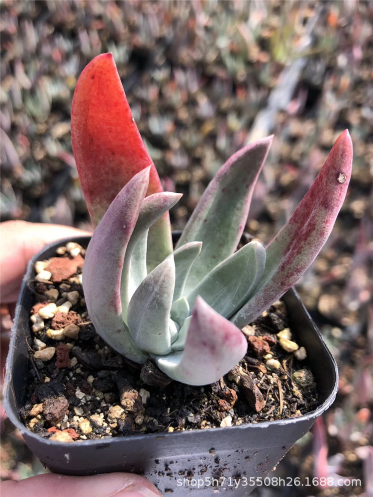 0181云南多肉植物盆栽批发 仙女杯御剑单头盆7cm多肉人气品种限量