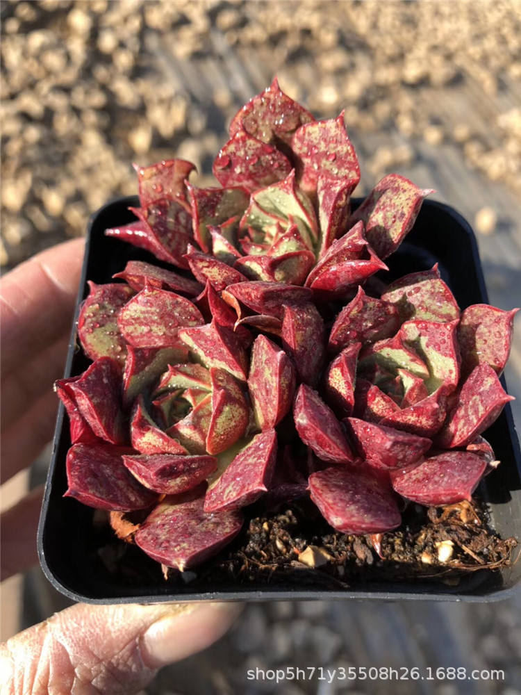 042云南多肉植物大棚批发血斑罗西玛3-4头老桩群多肉珍稀品种限量