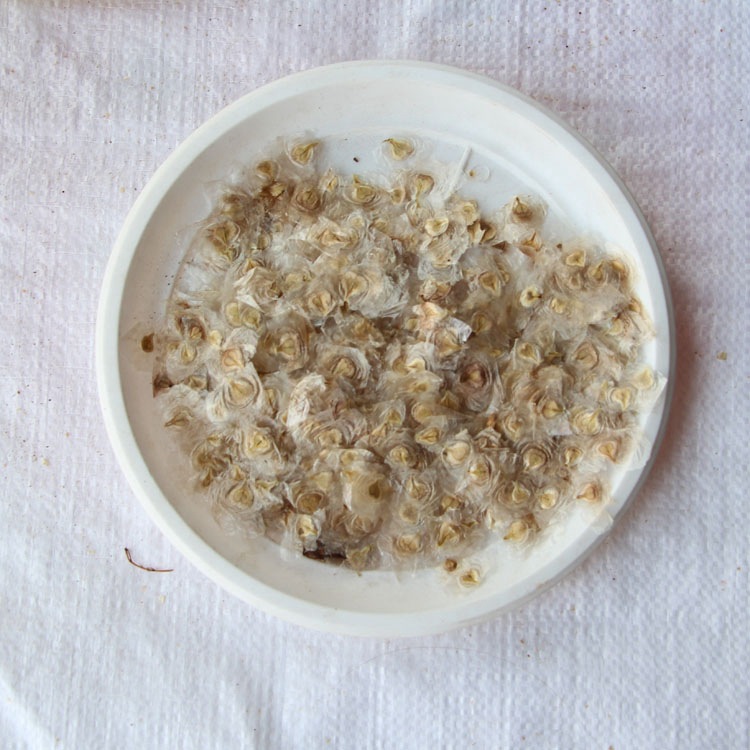 火焰木种子 新采火焰木种子 澳洲火焰木种子 火焰树 常青乔木树