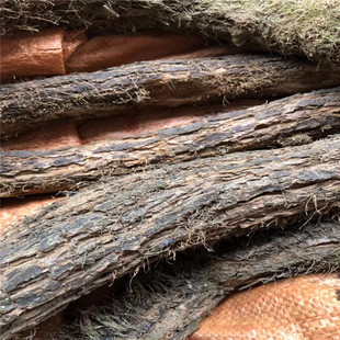 青棉花藤 大一枝花 江西各种野生冷背药材