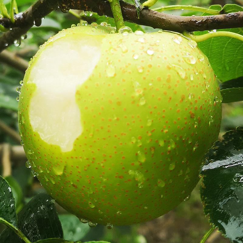 安徽砀山大青梨皇冠青梨皮薄脆甜现摘酥梨新鲜水果奥大梨5斤包邮