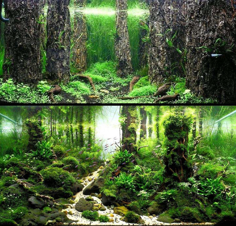 香槟树皮树干树林景沉木树桩水族造景素材料热带雨林直棍沉木树桩